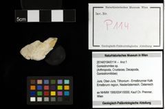 Foto (Objekt + Etiketten) von Goniodromites sp. 